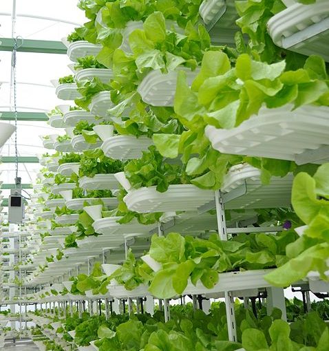 Is Vertical Farming the Future of Our Food Supply?
