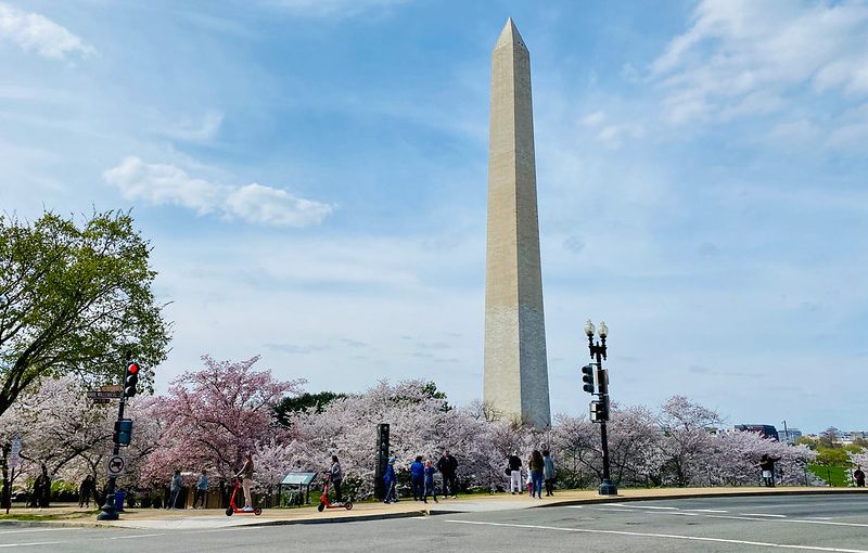 Washington Cherry Blossom Festival Cancelled–Trees Bloom Anyway.