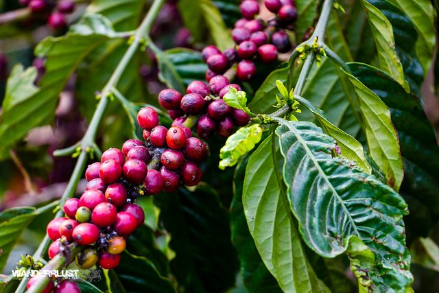ASEAN Outlook: Vietnam’s Coffee Culture